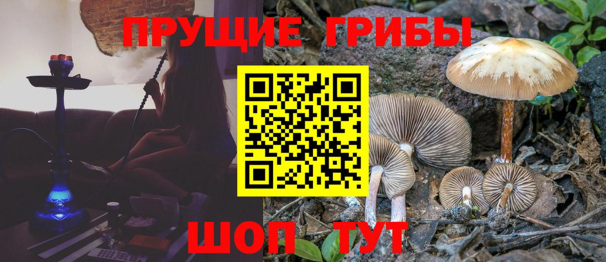 Псилоцибиновые грибы мицелий Краснознаменск